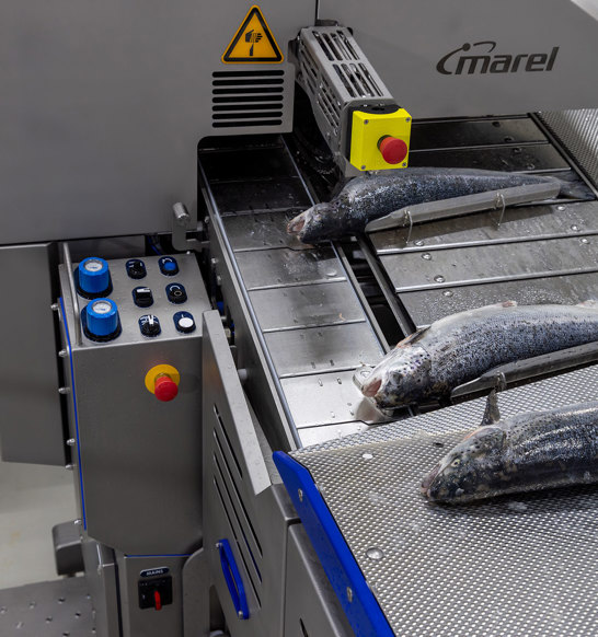 Salmon Deheader MS 3028