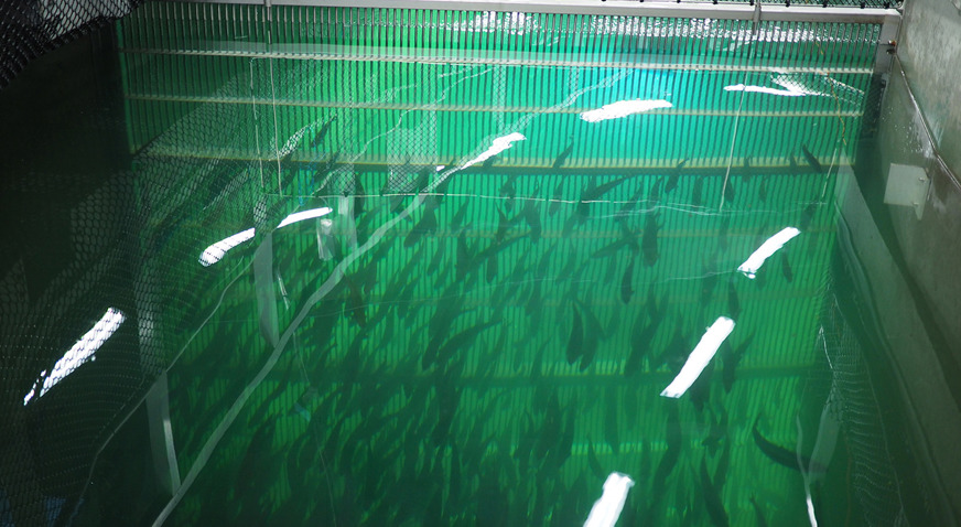 Swiss Lachs Salmon In Water