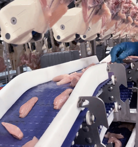 FHF Tenderloins Harvested