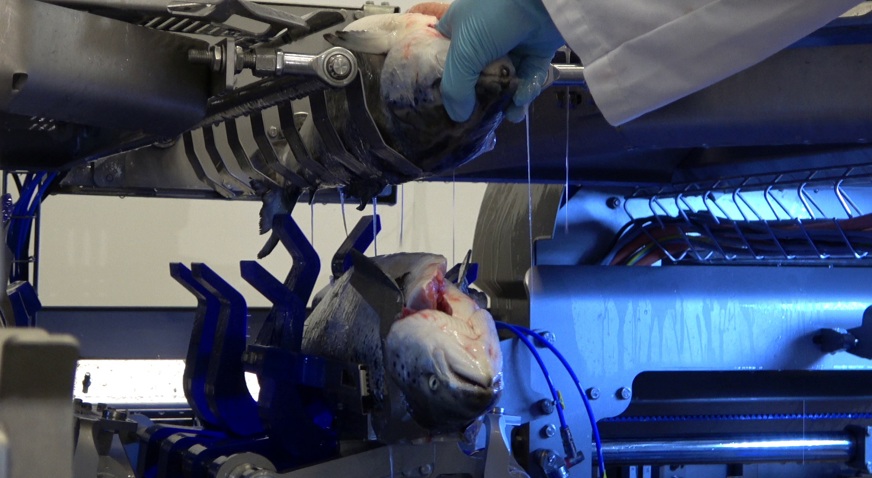 Marel Infeed Salmon Deheader MS 2721V