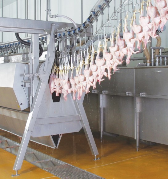 defeathering broiler