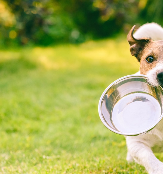 Marel can create a complete solution to meet all your pet food processing needs and support you at every step in the process.