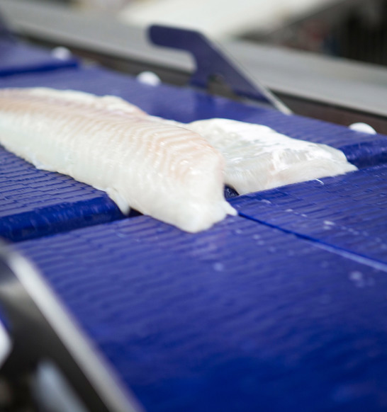 Flexicut Whitefish Fillet Conveyor