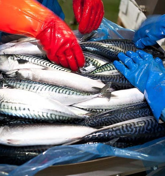 marel herring processing