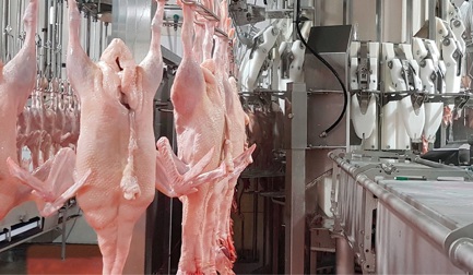 Как осуществляется потрошение утки?