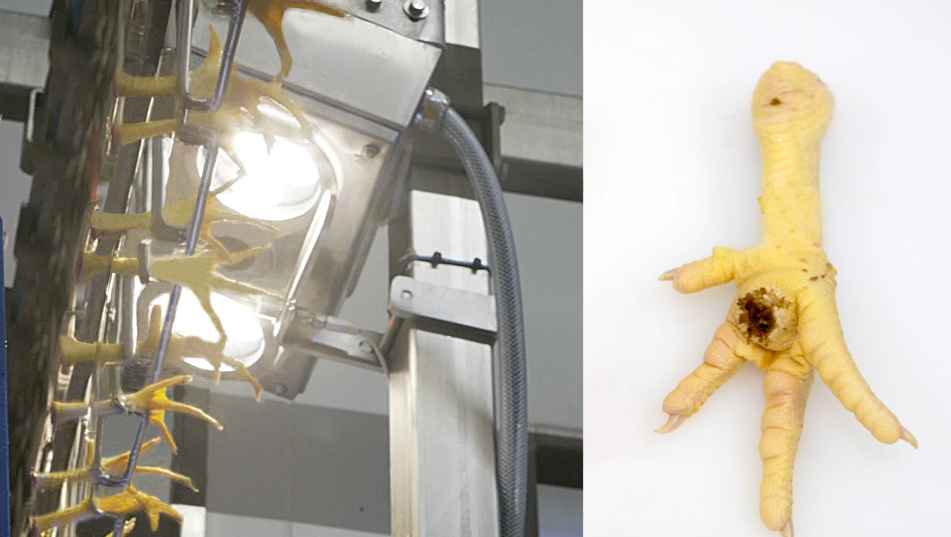 Feet Lesions Detection