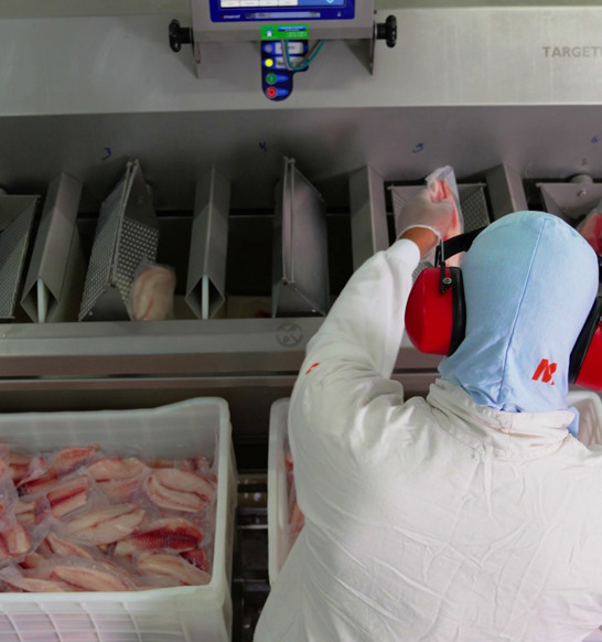 Piscicultura Cristalina Target Batcher 2