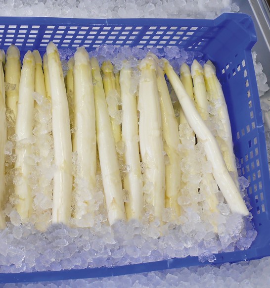 MAJA-nugget-ice-asparagus-cooling