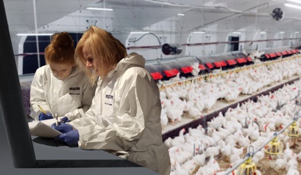 Исследовательский проект mEATquality с участием Marel