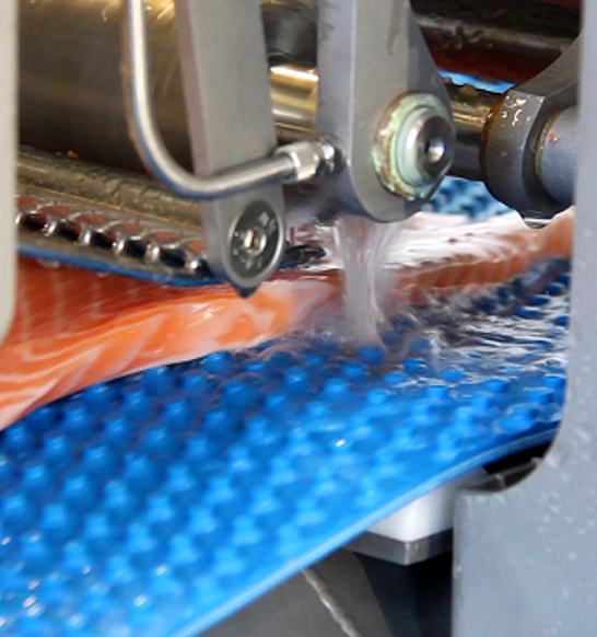 Pinboner Closeup With Salmon Fillet